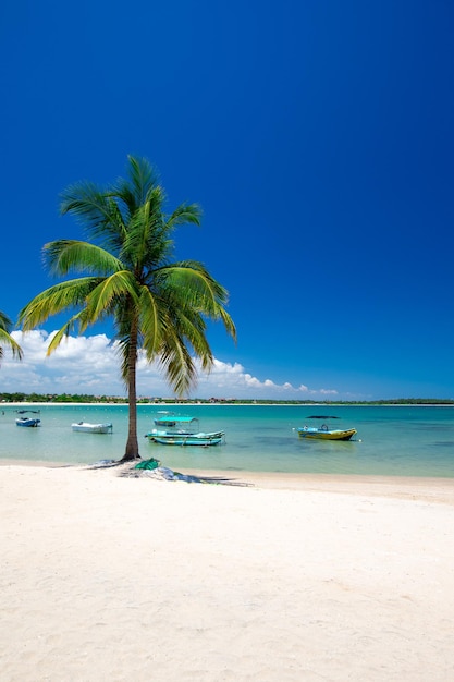 Praia tropical com palmeiras e lagoa azul