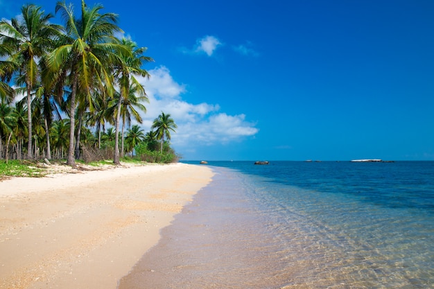 Praia tropical com palmeiras e lagoa azul