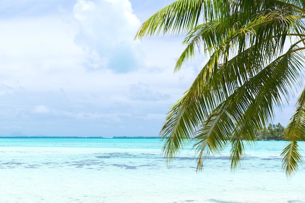 praia tropical com palmeiras na Polinésia Francesa