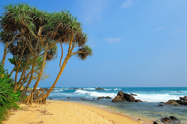 Praia tropical com palmeiras no sri lanka