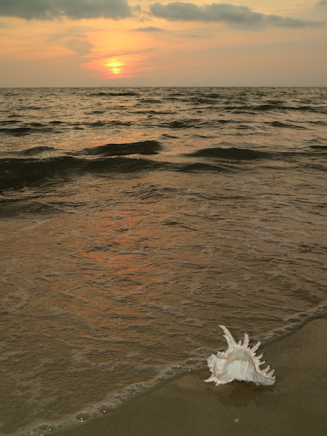 Praia tropical do por do sol com uma concha natural de Murex Ramosus, Golfo da Tailândia