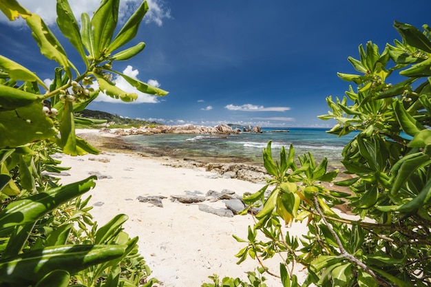 Praia tropical na ilha de La Digue Seychelles Exuberante vegetação verde na praia paradisíaca de areia branca