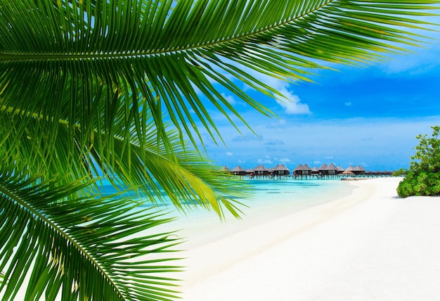 Praia tropical nas Maldivas com poucas palmeiras e lagoa azul