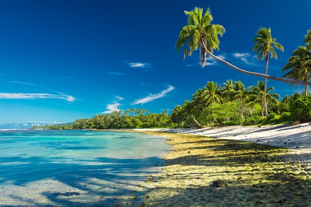 Praia tropical no lado sul da ilha de Samoa com coqueiros