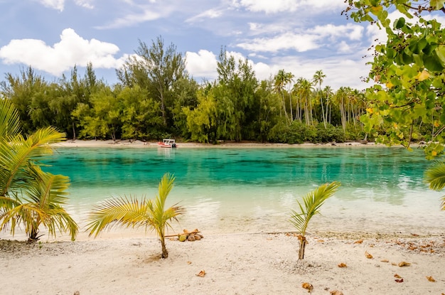 Praia tropical Polinésia Francesa