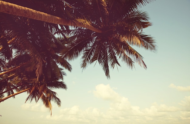 Praia tropical serenidade, filtro Instagram