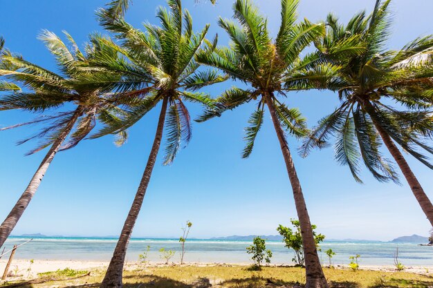 Praia tropical serenidade