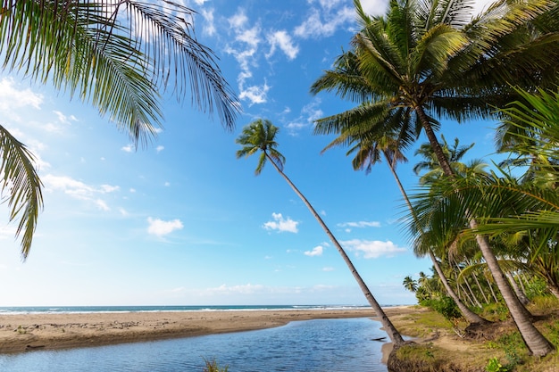 Praia tropical serenidade