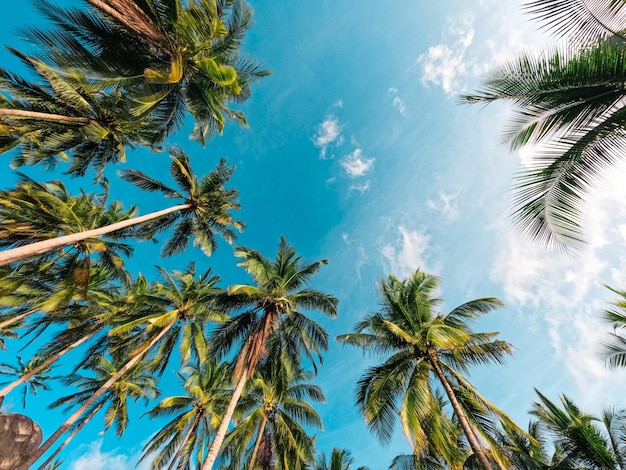 Praias e coqueiros em uma ilha tropical