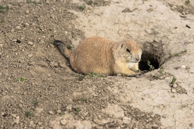 Prairie Dog Stand Sentry Entrada subterránea a la casa