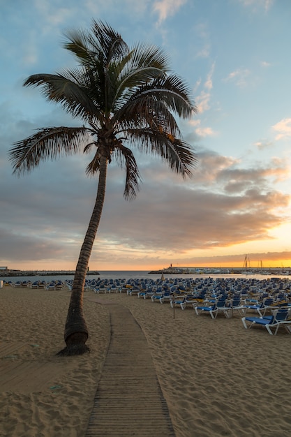 Prancha a pé entre palmeira e espreguiçadeiras na praia de Porto Rico em Gran Canaria, Espanha.