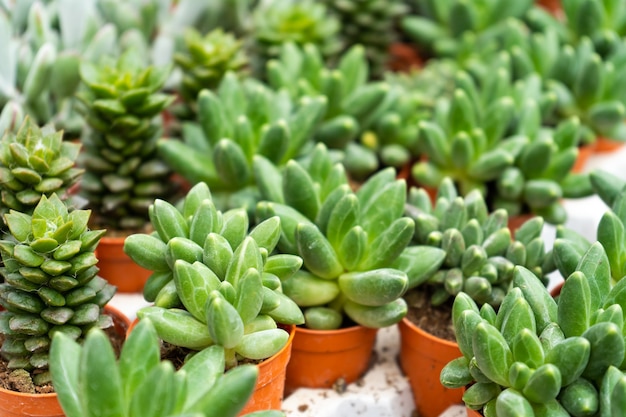 Prateleira com suculentas em uma floricultura.