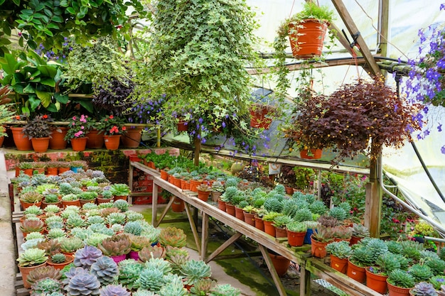 Prateleira com suculentas em uma floricultura.