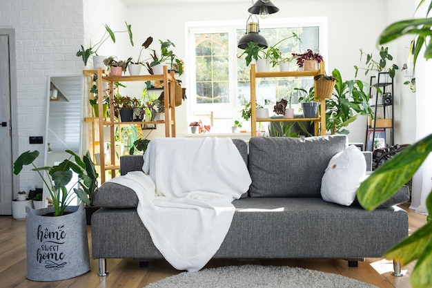 Prateleiras com um grupo de plantas de interior na sala interior sofá cinza loft branco aconchegante tapete xadrez Planta de casa Cultivar e cuidar de plantas de interior em casa verde