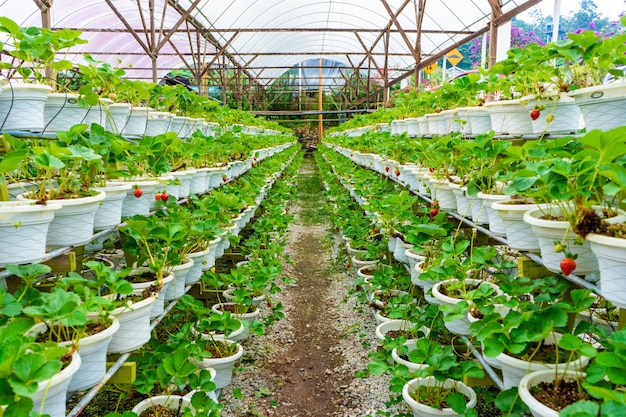 Prateleiras em vasos e sistema de irrigação de fazenda de morango na Malásia.