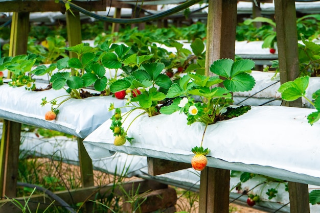 Prateleiras em vasos e sistema de irrigação de fazenda de morango na malásia.