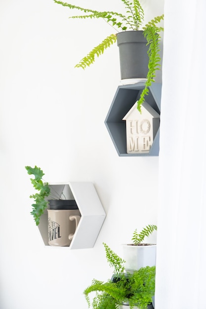 prateleiras na parede na forma de favo de mel com plantas de casa no interior branco da casa decoração moderna planta de casa cuidado para planta de interior casa verde