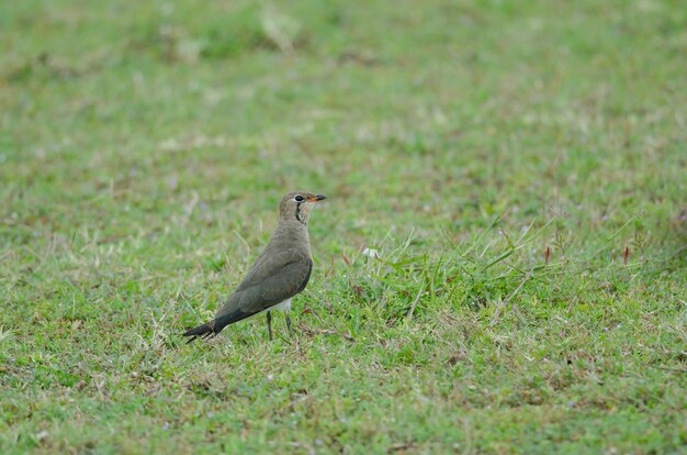 Pratincole oriental (Glareola maldivarum) que está no groun