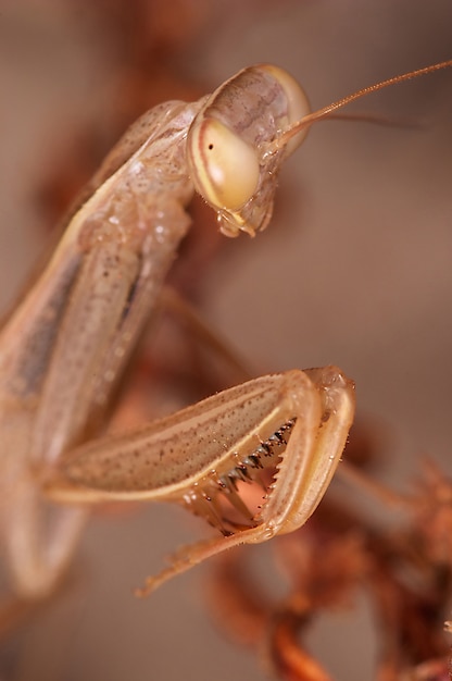 Praying mantis (mantis religiosa)