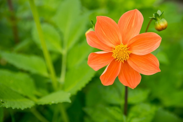 Preciosa Dahlia variabilis flor rosa primer plano sobre macizo de flores Flor entre hojas verdes sobre fondo verde natural verano otoño jardín botánico