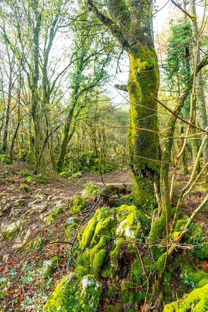 Preciosa fauna en los bosques del Monte Arno en el municipio de Mutriku en Gipuzkoa País Vasco España