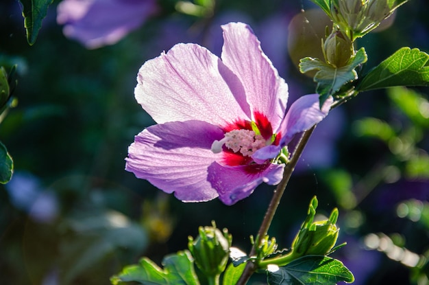 Preciosa flor de hibisco lila en el jardín matutino.