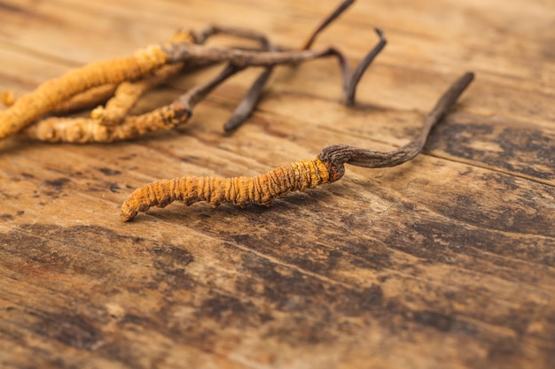 Preciosa medicina tradicional chinesa: Cordyceps sinensis