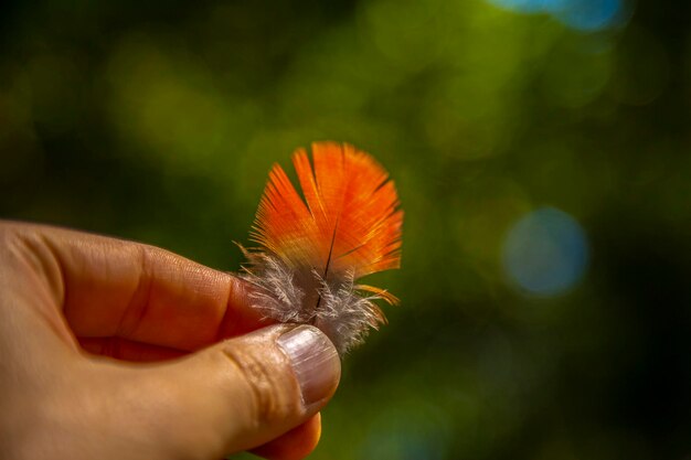 Preciosa pluma de un guacamayo rojo en Copán Ruinas Honduras