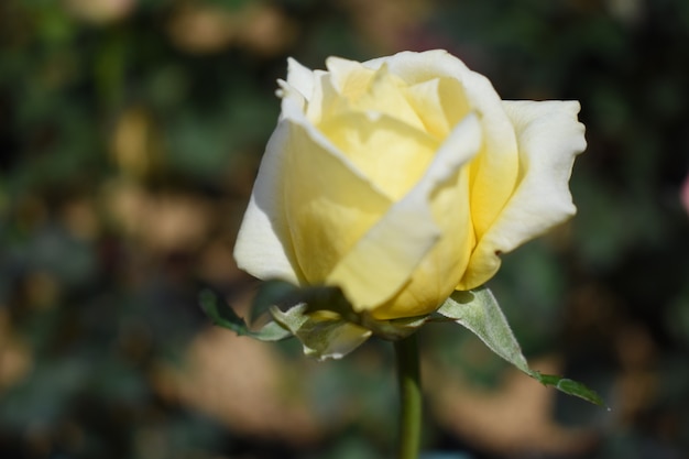 Preciosa rosa blanca en el jardín del palacio.