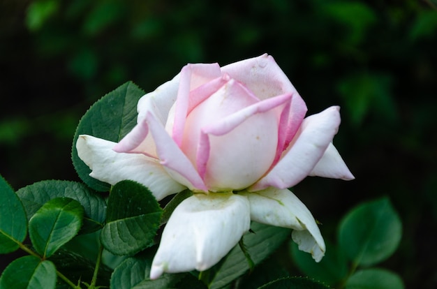 Preciosa rosa rosa en el jardín en un día soleado de verano