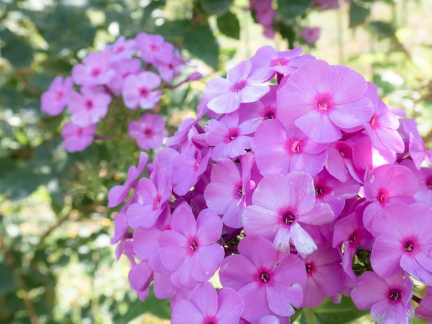 Preciosas flores de color lila (Phlox paniculata) agrupadas en panículas formando una bonita agrupación