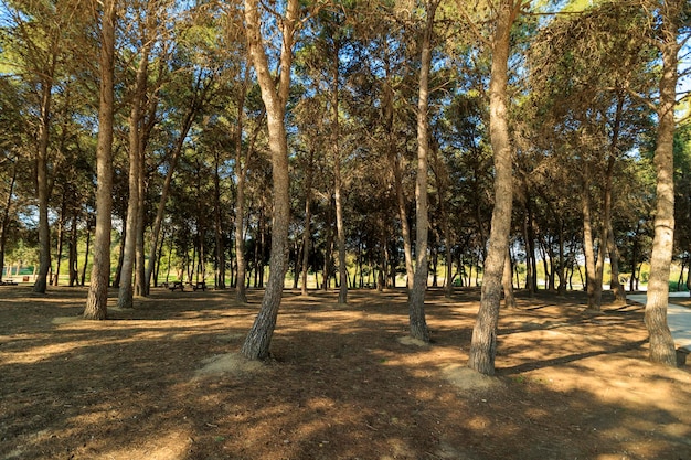 Preciosas fotografias de un campo en malaga con arboles y vegetacion