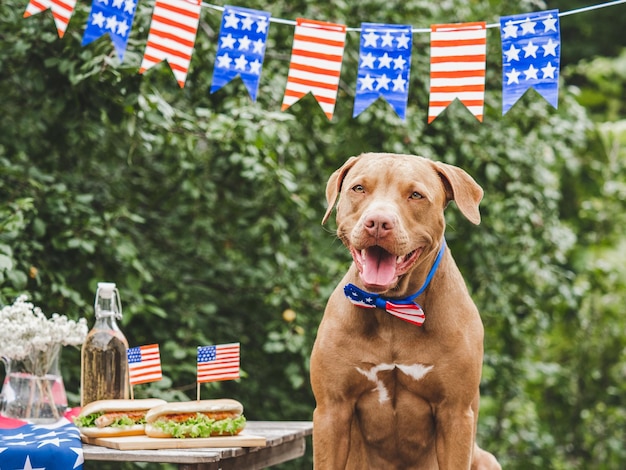 Foto precioso y bonito perro marrón, dos deliciosos perritos calientes y limonada casera, cuidado de mascotas, primer plano, luz del día al aire libre, concepto de comida deliciosa