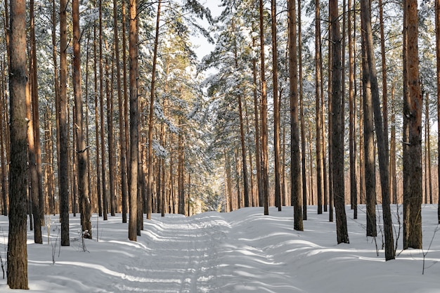 Precioso bosque de invierno con pista de esquí. Pinos nevados altos en tiempo soleado.