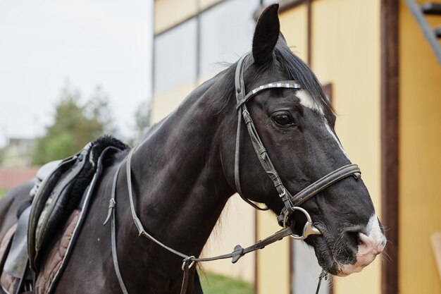 Precioso caballo al aire libre