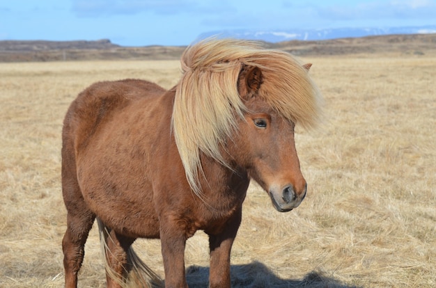 Precioso caballo castaño con una melena rubia de pie en un campo de heno.