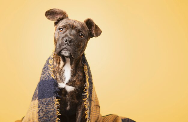 Precioso cachorro cubierto con una manta de lana aislado sobre fondo amarillo