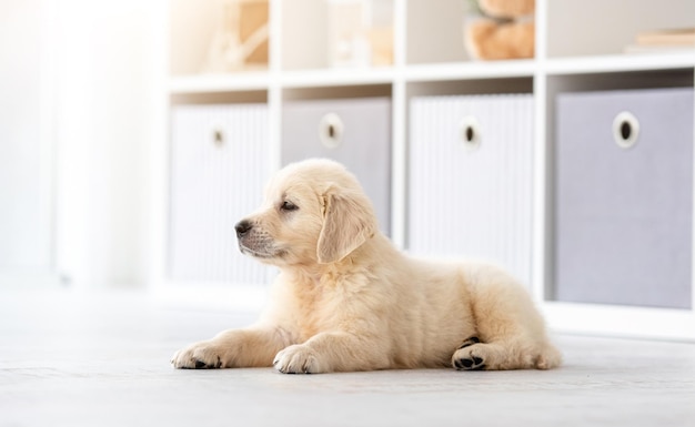 Precioso cachorro de golden retriever en el interior