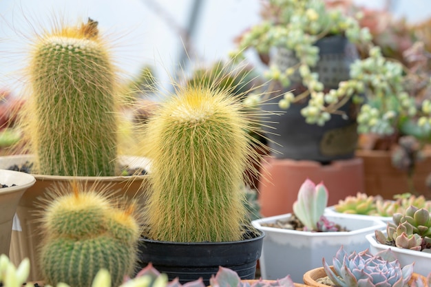 Un precioso cactus de madera en miniatura.