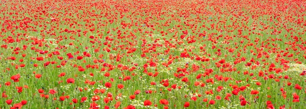 Precioso campo de amapolas en primavera