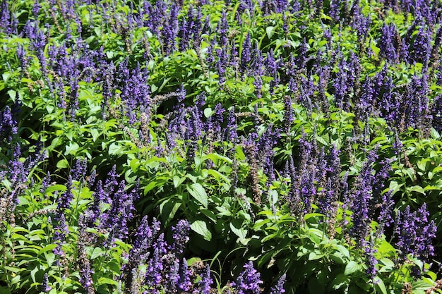 Precioso campo de lavanda en flor