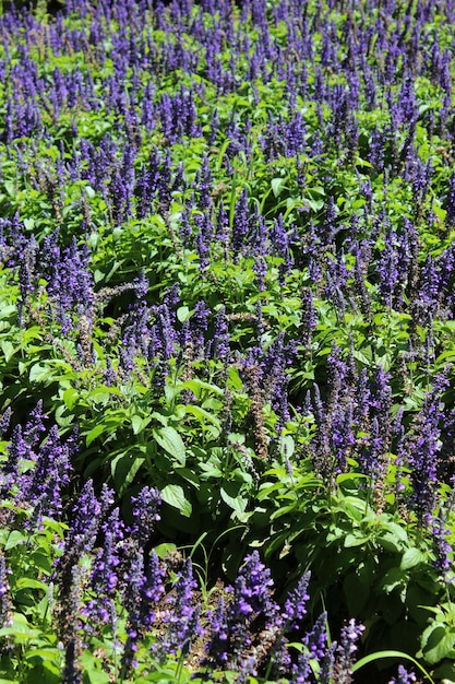 Precioso campo de lavanda en flor