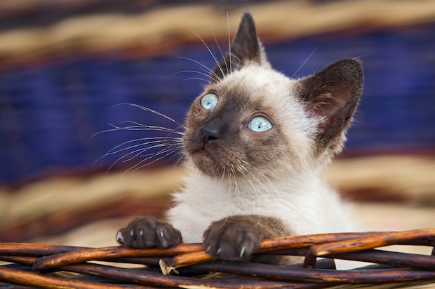 Precioso gatito en una canasta hacia arriba