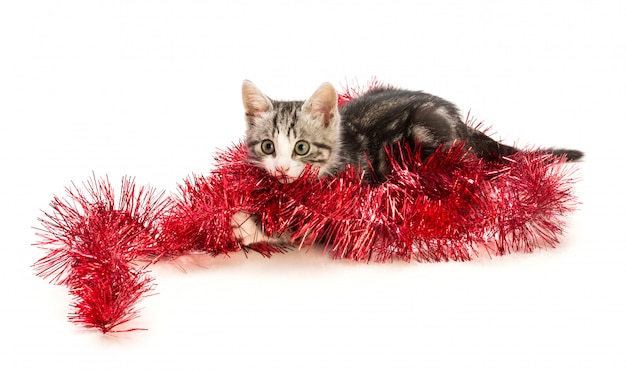 Precioso gatito con decoración navideña