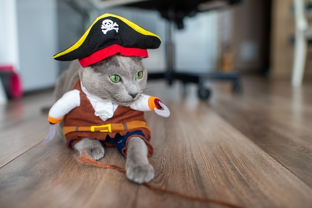 Foto precioso gatito disfrazado de pirata.