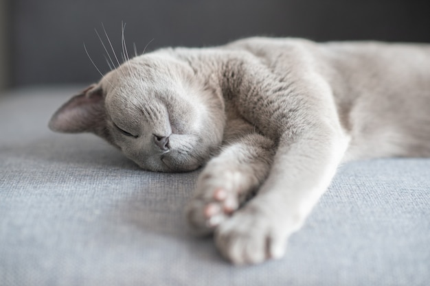 Precioso gatito durmiendo en la cama