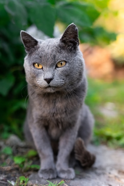 Foto precioso gatito gris blanco sentado sobre una hierba verde