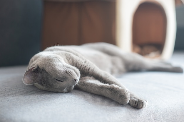 Precioso gatito gris durmiendo en la cama