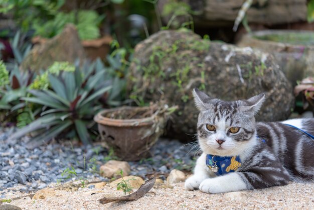 Precioso gatito con hermosos ojos amarillos que usan un collar para que juegues en el jardín al aire libre