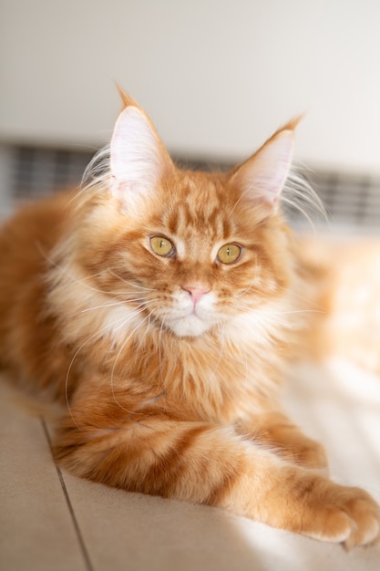 Precioso gatito Maine Coon atigrado rojo tomando el sol